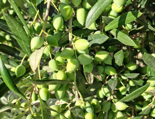 7 Tips para Elegir el Mejor Aceite de Oliva Virgen Extra en Valencia