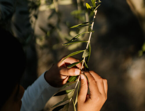 Experiencias entre olivos: ven a descubrir la esencia de Aceite Lagaiana