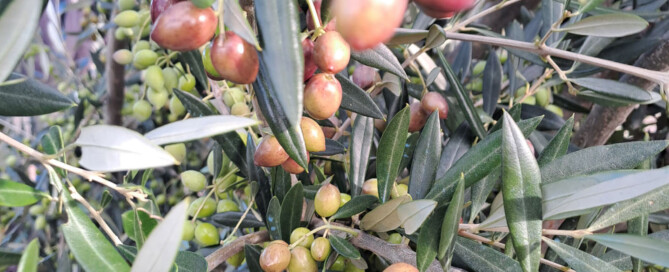 aceite de oliva virgen extra en Valencia