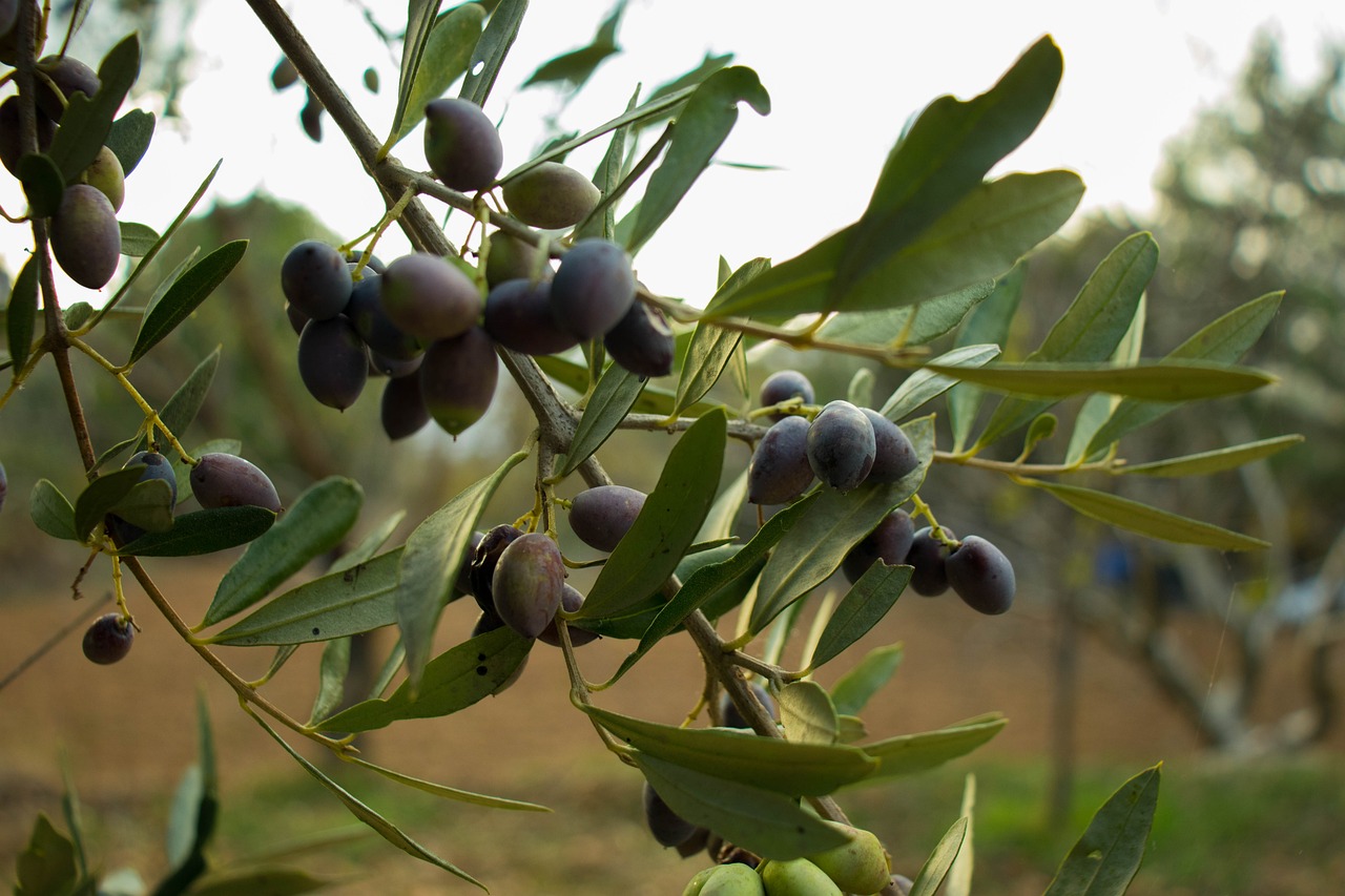 Olive 5388757 1280 Inicio, Inicio, Olilagaiana - Tienda de aceite de oliva virgen extra